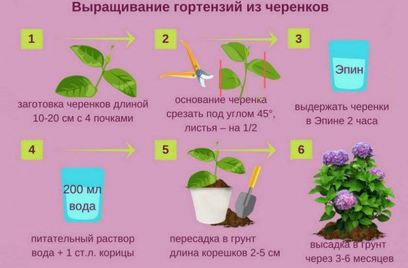 Как поддерживать нужную влажность воздуха для комнатных растений — floraprice.ru