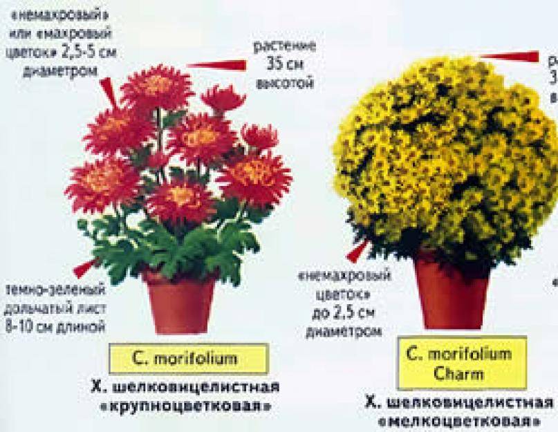 Как правильно ухаживать за хризантемами? выращивание, посадка и уход. фото — ботаничка