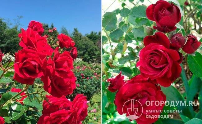 Роза симпатия: плетистая, фото, описание, уход и выращивание