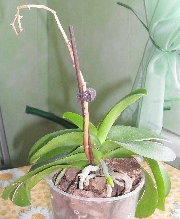 Что делать со стрелкой орхидеи после цветения, если она засохла или наоборот, не сохнет?