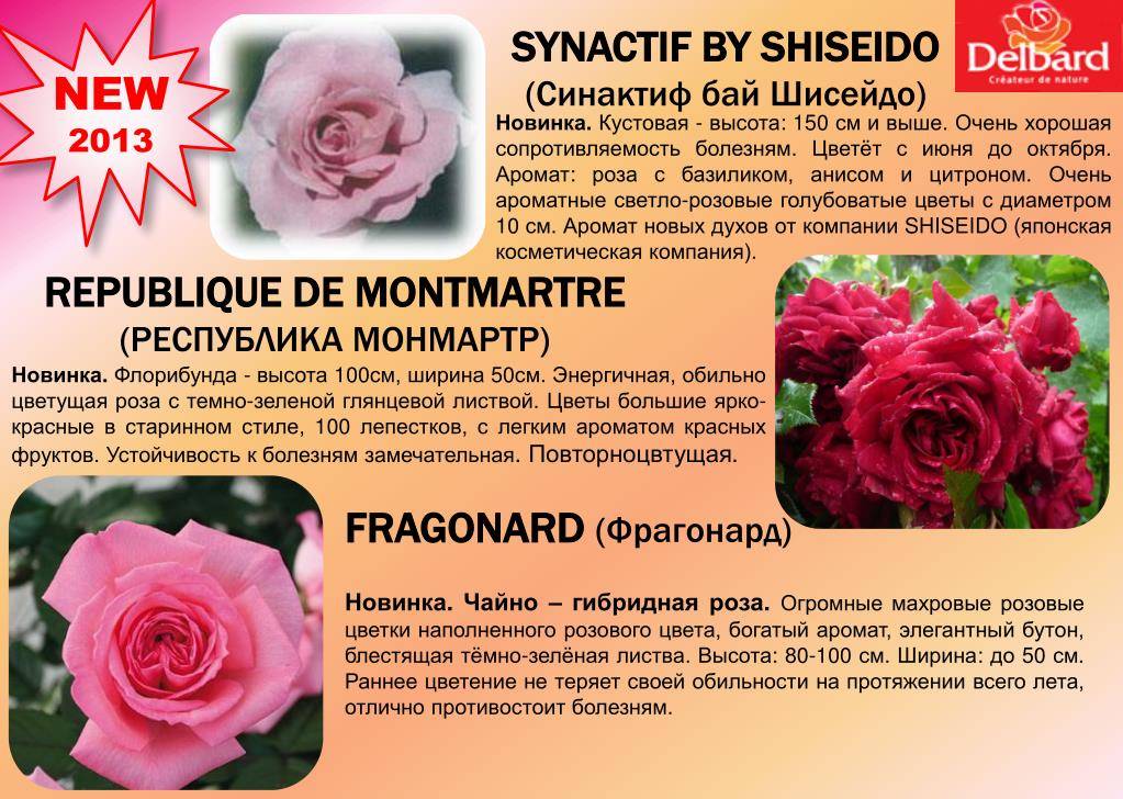 Роза абракадабра: фото и описание, уход, отзывы