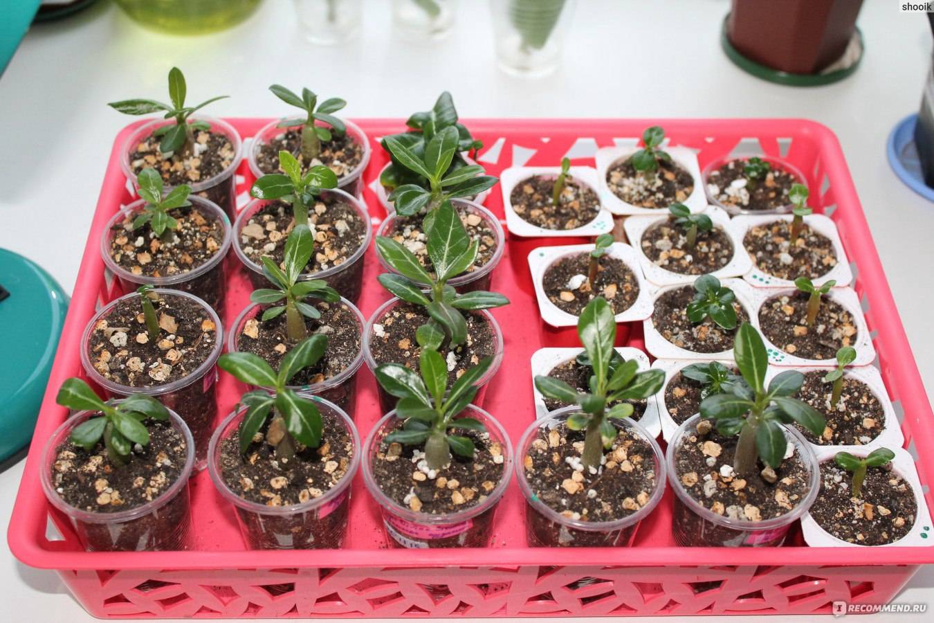 Адениумы из семян: выращивание, уход в домашних условиях, пошаговая инструкция