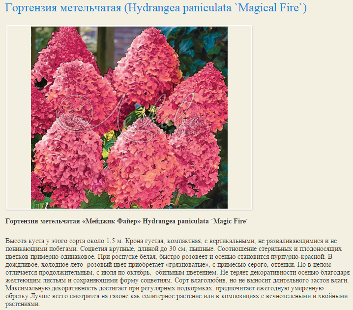 Гортензия метельчатая мэджикал кэндл (hydrangea paniculata magical candle): фото, описание, посадка и уход