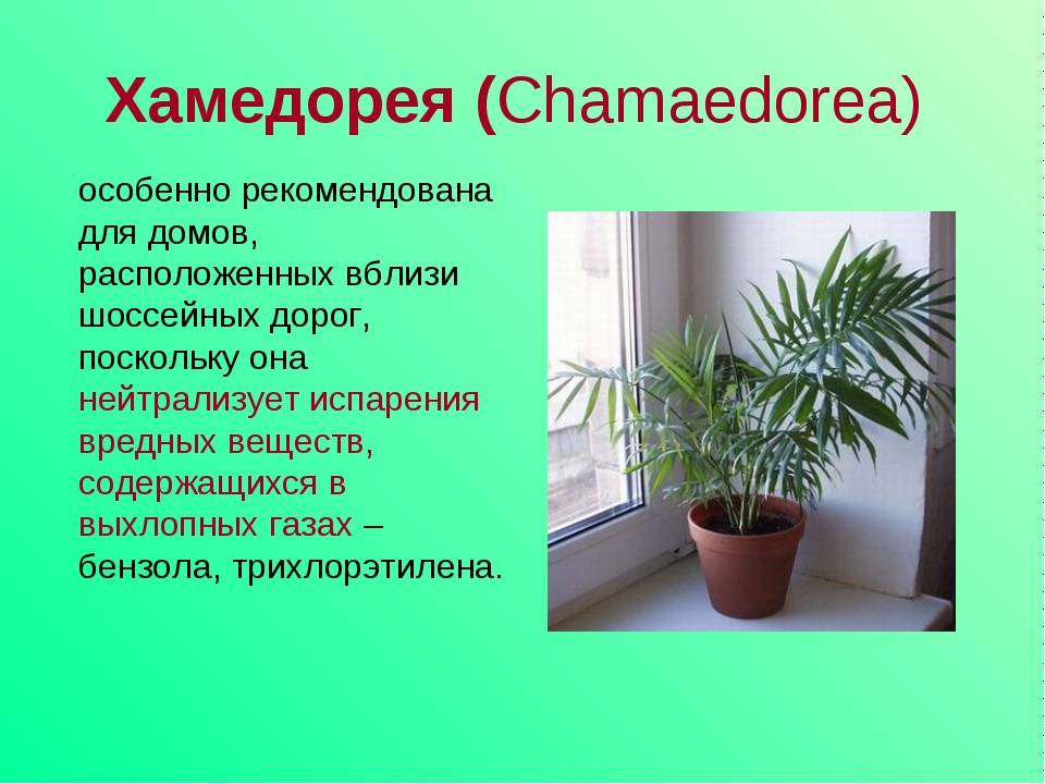 ᐉ хамедорея: уход в домашних условиях – полив и обрезка, подкормка и пересадка - roza-zanoza.ru