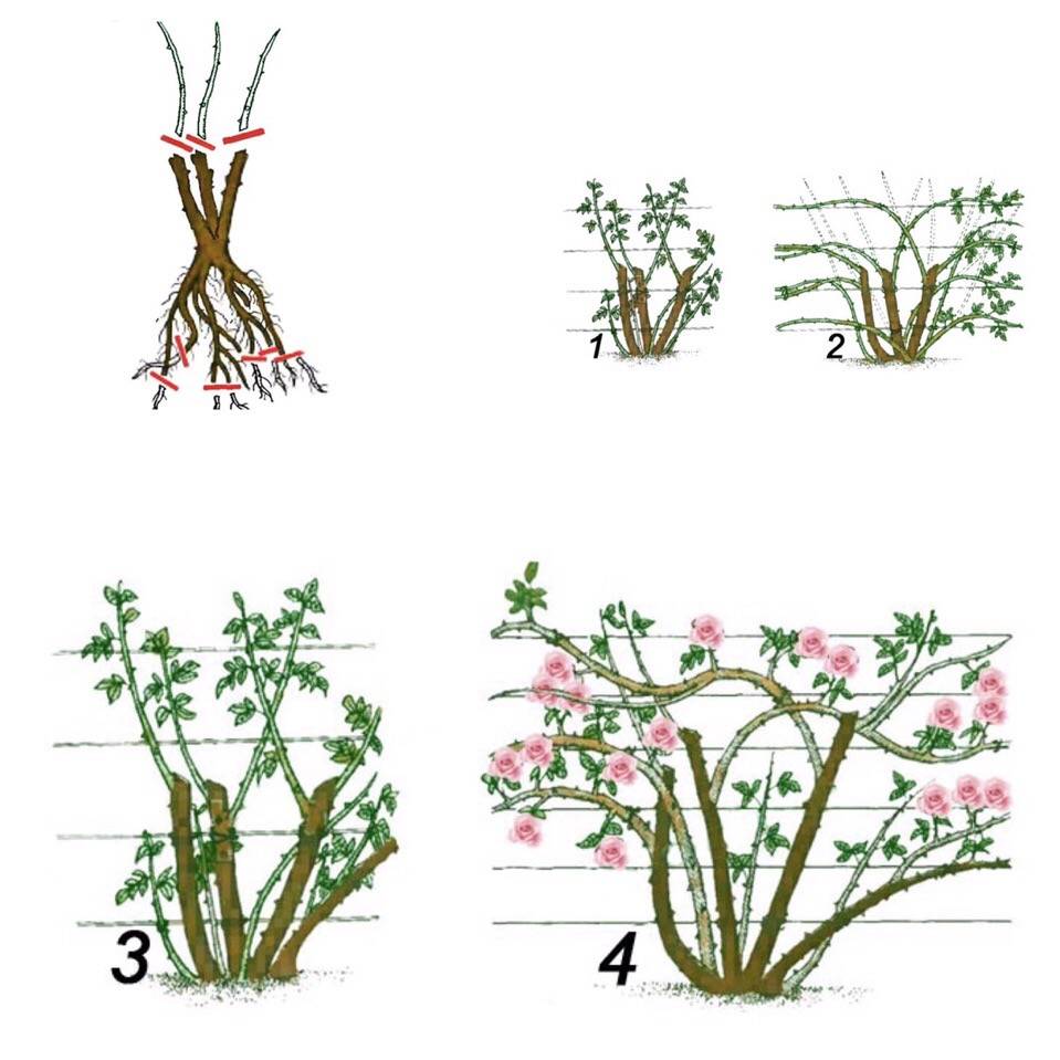 Обрезка роз весной: плетистых (вьющихся) и кустовых для начинающих