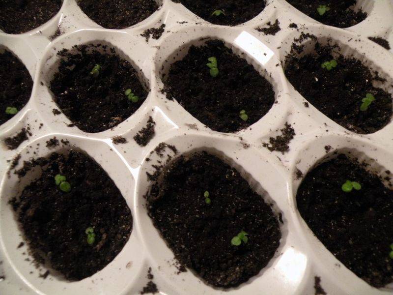 Как вырастить глоксинию из семян в домашних условиях