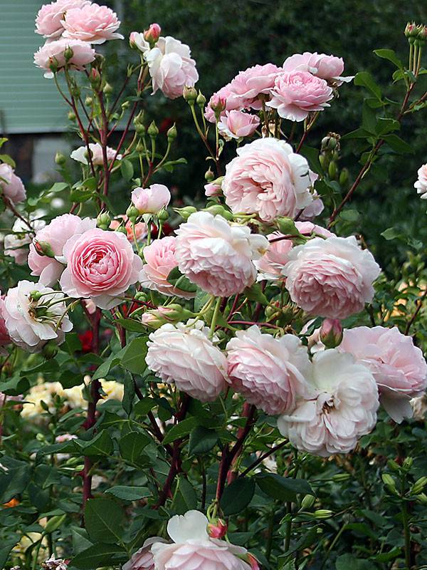Роза уильям моррис энциклопедия роз. выращивание английской розы «вильям моррис