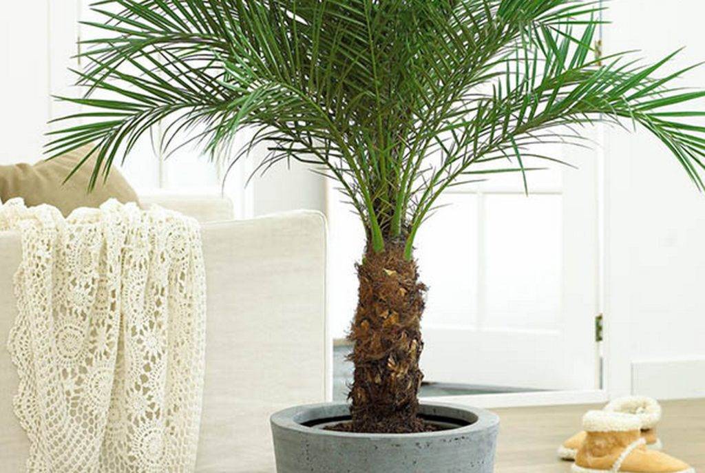 Финиковая пальма в домашних условиях из косточки