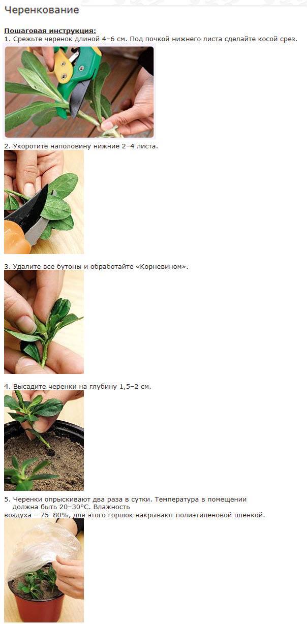Размножение рододендронов. черенками, отводками, семенами. фото — ботаничка