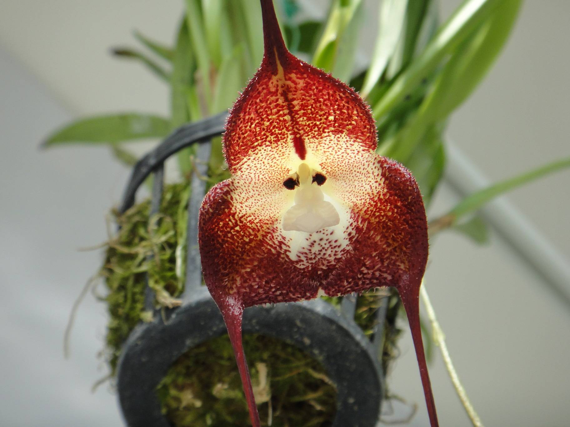 Сорт орхидеи дракула или обезьянья мордочка: особенности выращивания, посадка и уход, фото