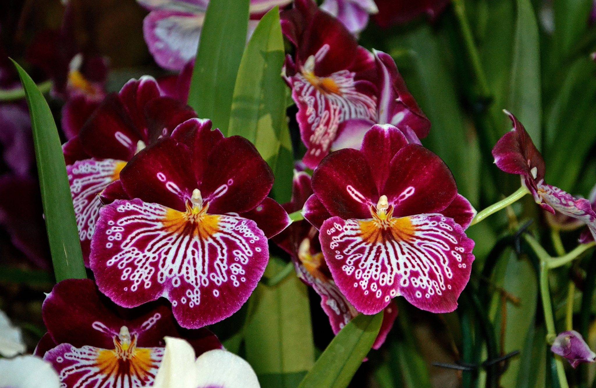 Орхидея мильтония. важные советы по уходу за орхидеей в домашних условиях