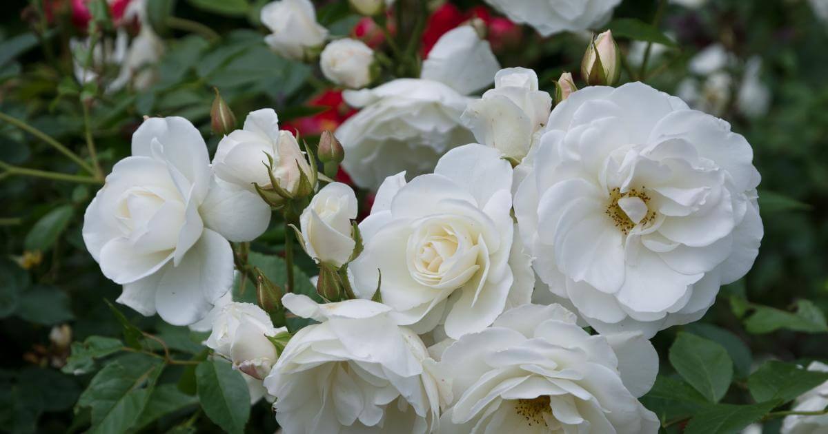 Роза флорибунда шнеевитхен: описание, выращивание в саду