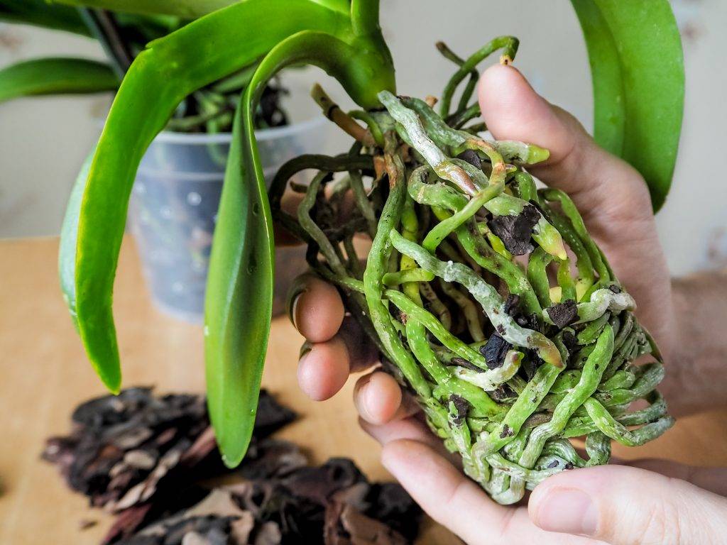 Можно ли обрезать корни у орхидеи (воздушные, подземные, мертвые) + пошаговая инструкция по обрезке и дальнейший уход