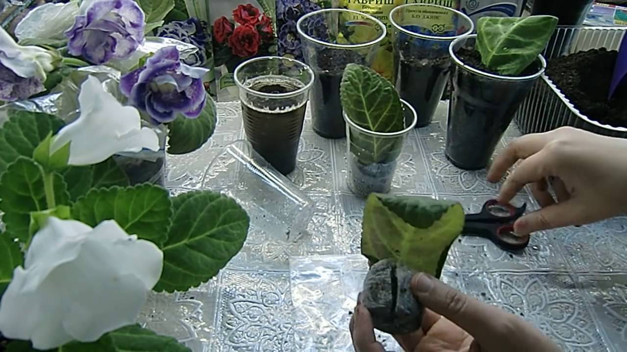 Глоксиния: посадка клубня после зимнего покоя, секреты ухода и выращивания цветка :: syl.ru