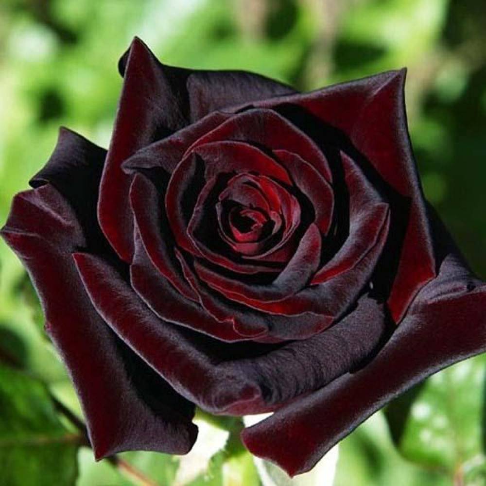 Роза блэк баккара (black baccara, черная баккара): посадка семенами, отзывы