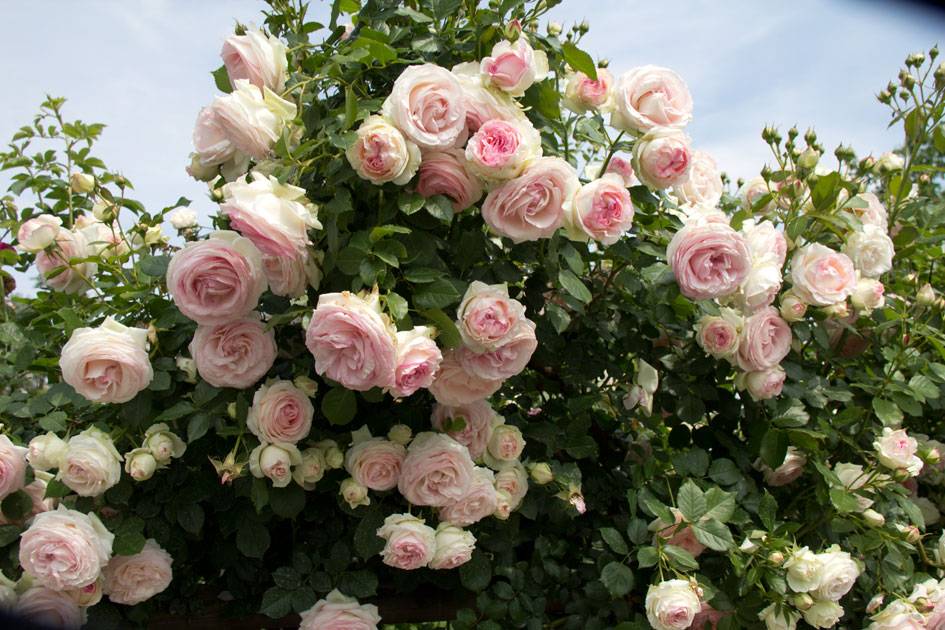 Плетистая роза (60 фото): виды, выращивание, уход и посадка