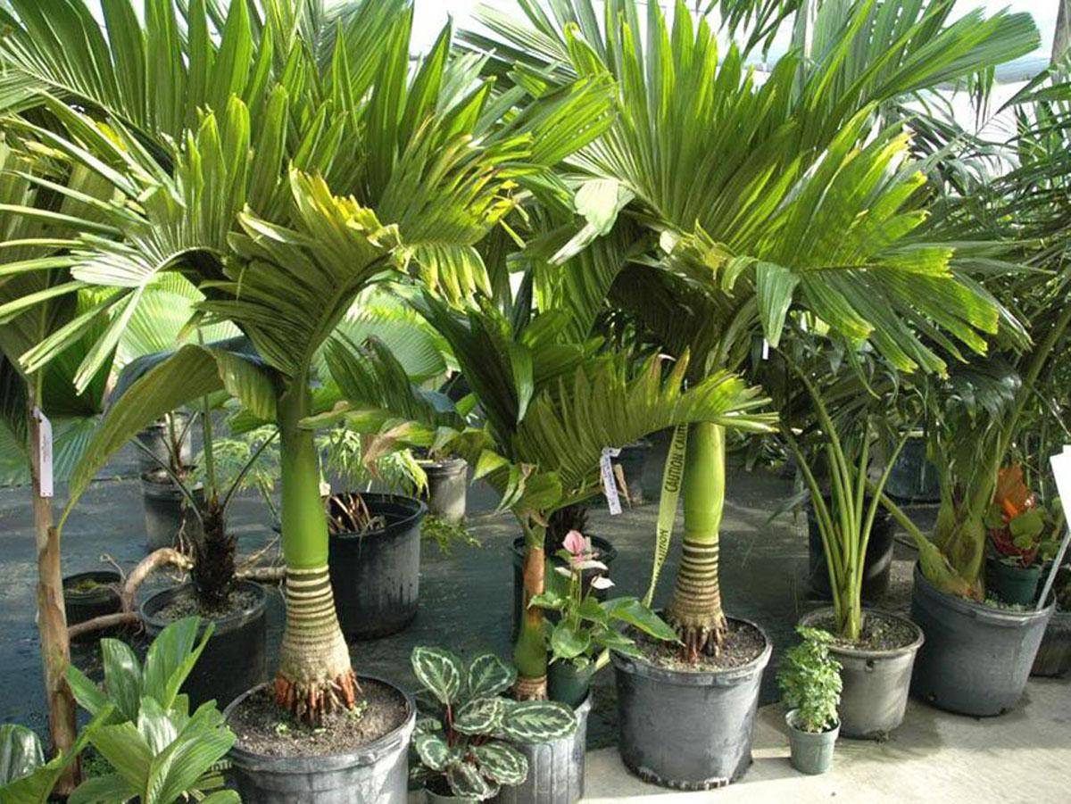 О пальмах ареках, уходе в домашних условиях: описание пальмы катеху