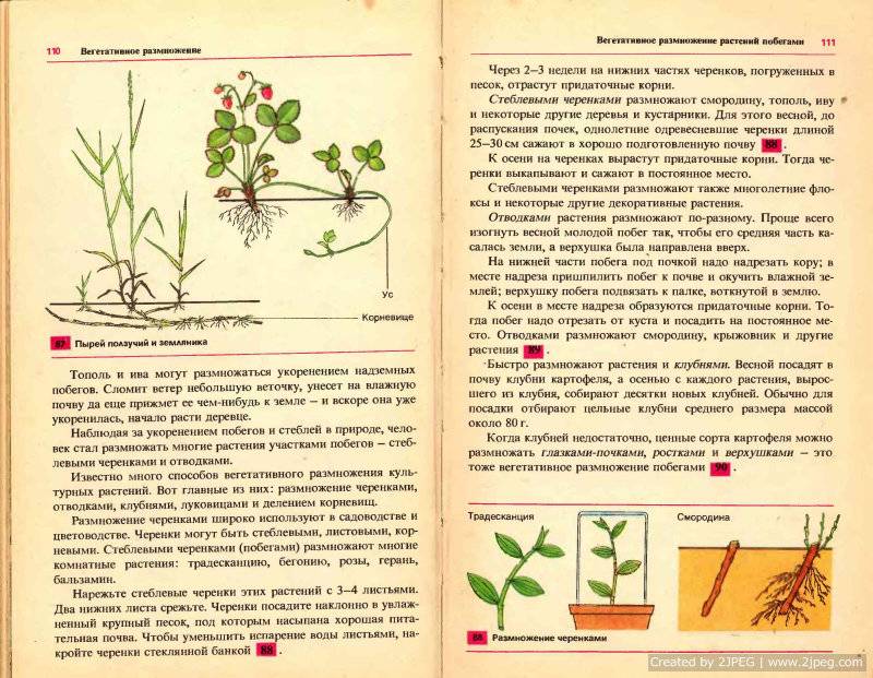 ✅ размножение рододендронов - сад62.рф