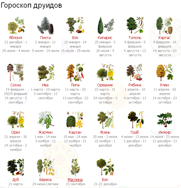 Кельтский гороскоп друидов: какое вы дерево по дате рождения? :: инфониак