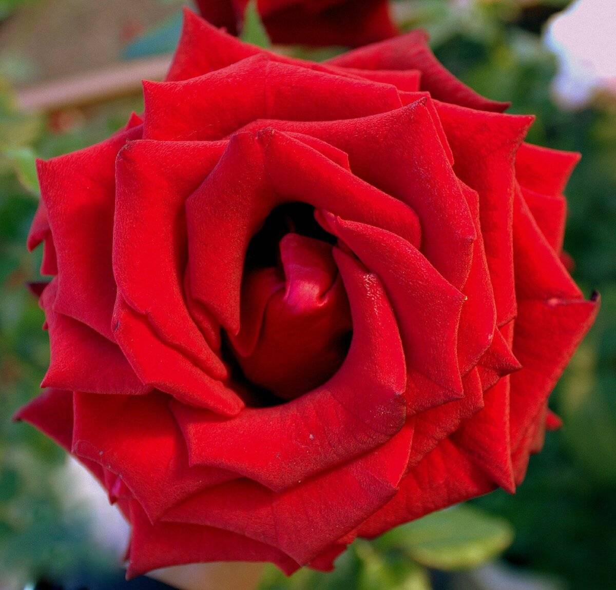 Роза ред наоми (red naomi) — описание голландского сорта