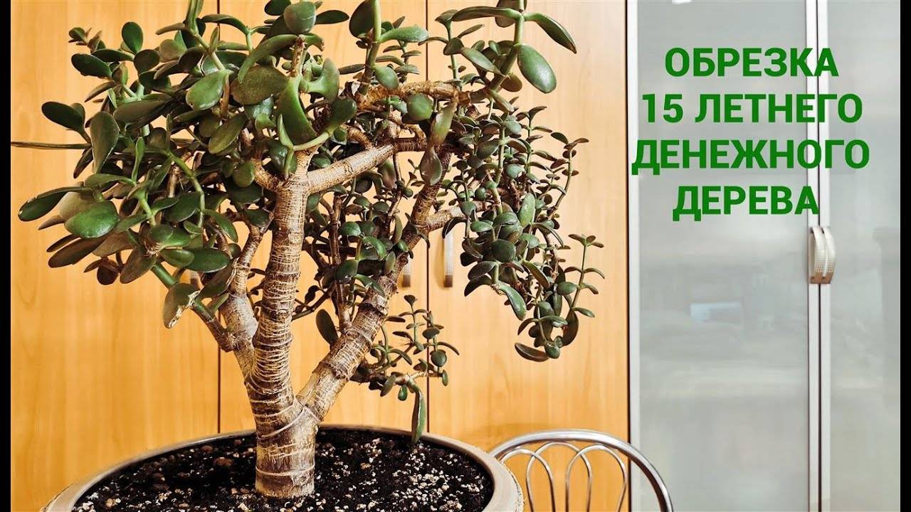 Как обрезать денежное дерево в домашних условиях, обрезка взрослого растения, можно ли и когда подрезать молодую толстянку