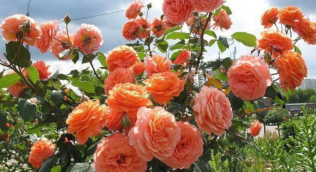 Роза скарлет (scarlet) — описание плетистого сорта
