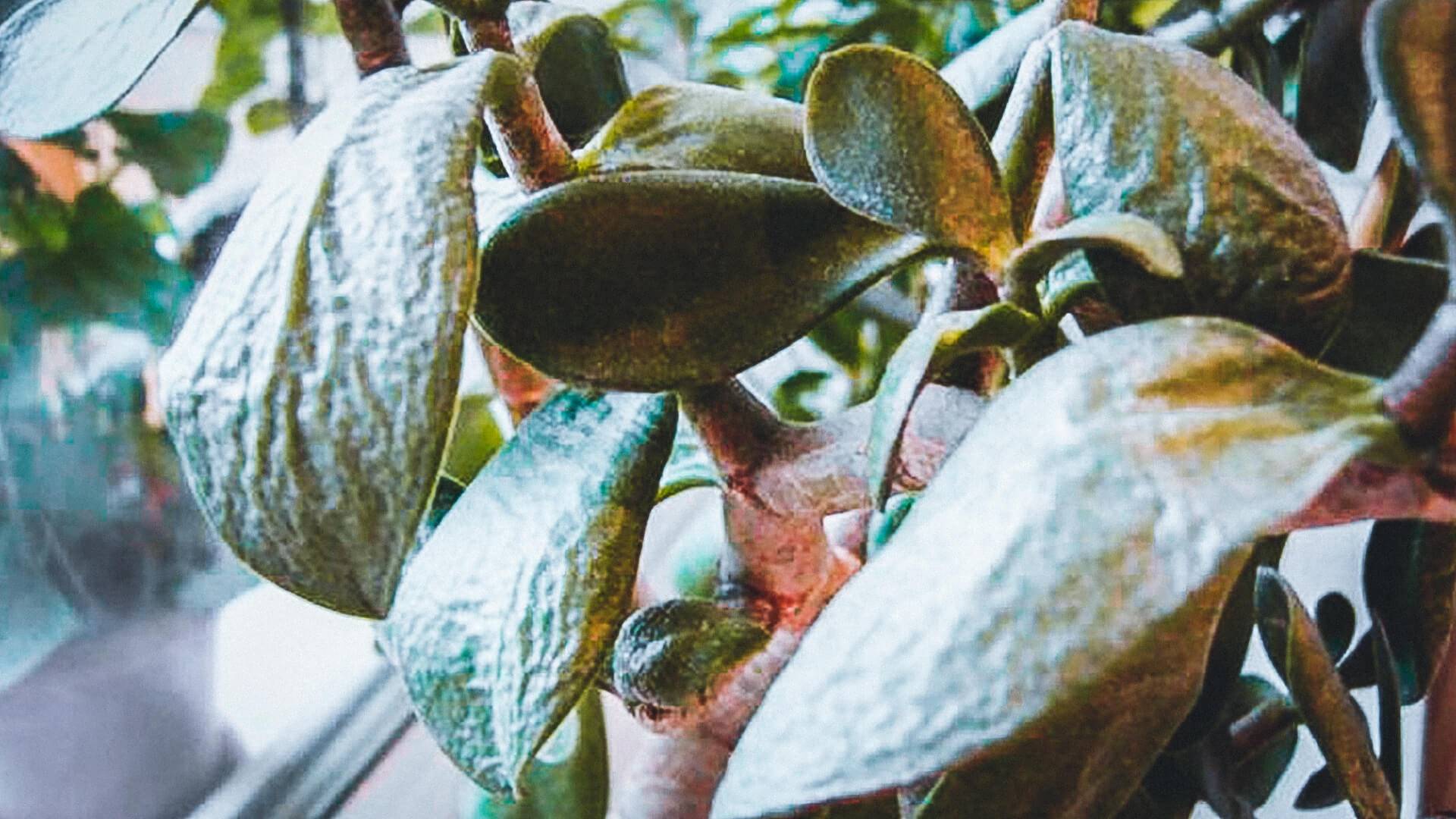 Почему у толстянки опадают листья: причины и лечение, что делать и как спасти растение