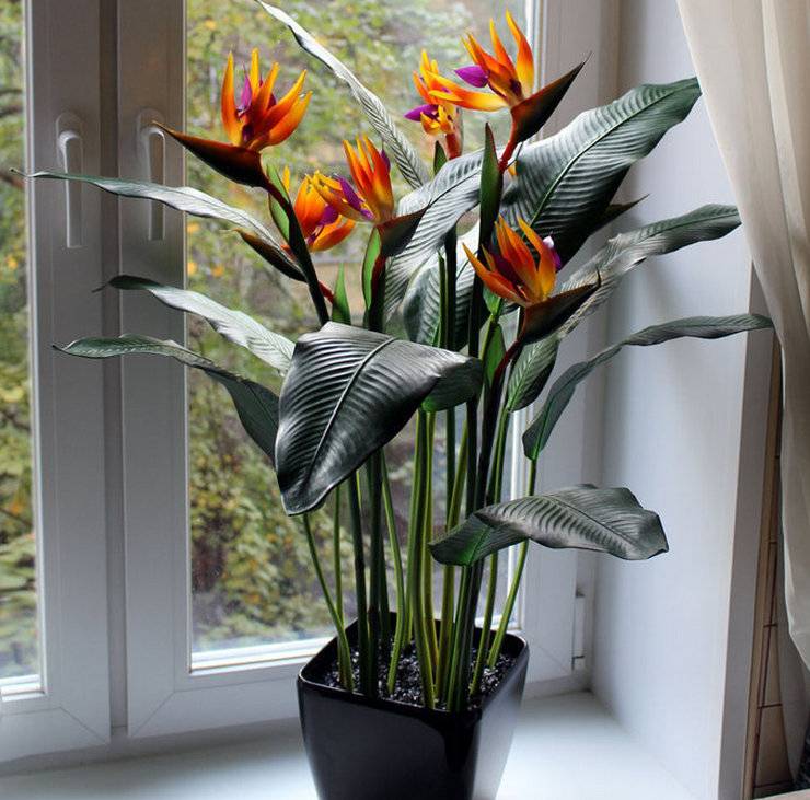 Уход за цветком стрелиции в домашних условиях: почему не цветет растение, сорта