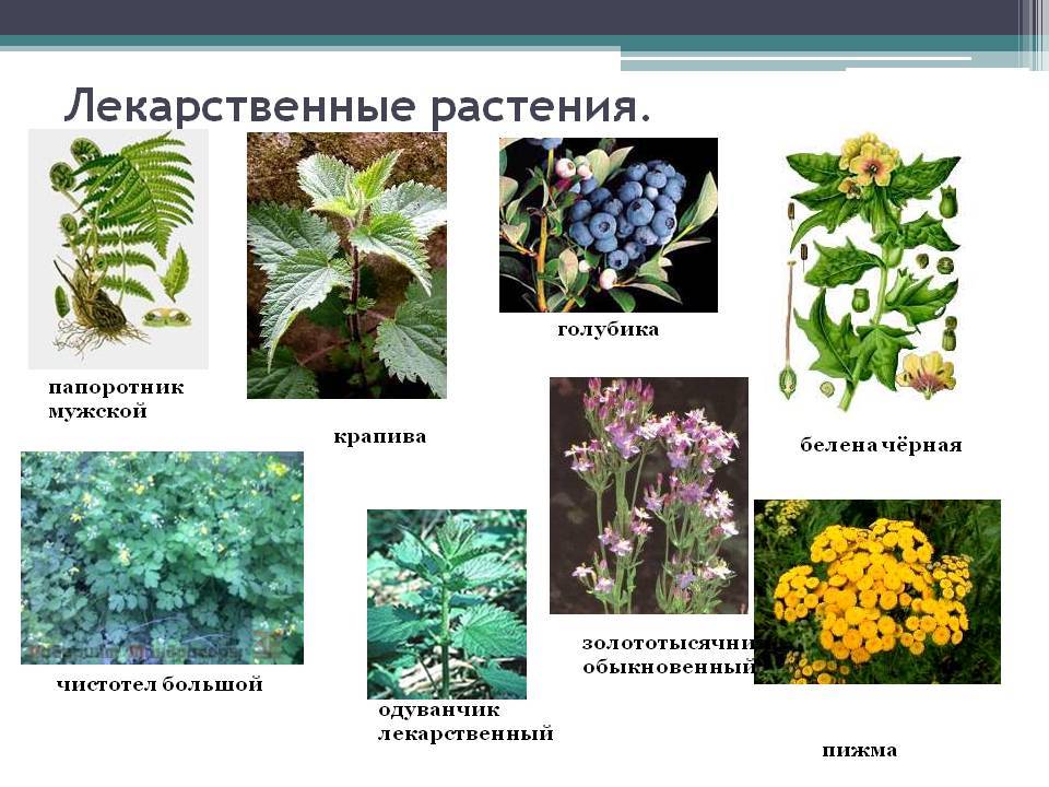 Лекарственные растения и травы, описание, виды целебных растений