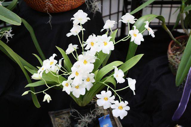 Орхидея мильтония: описание, фото разновидностей и правила ухода в домашних условиях