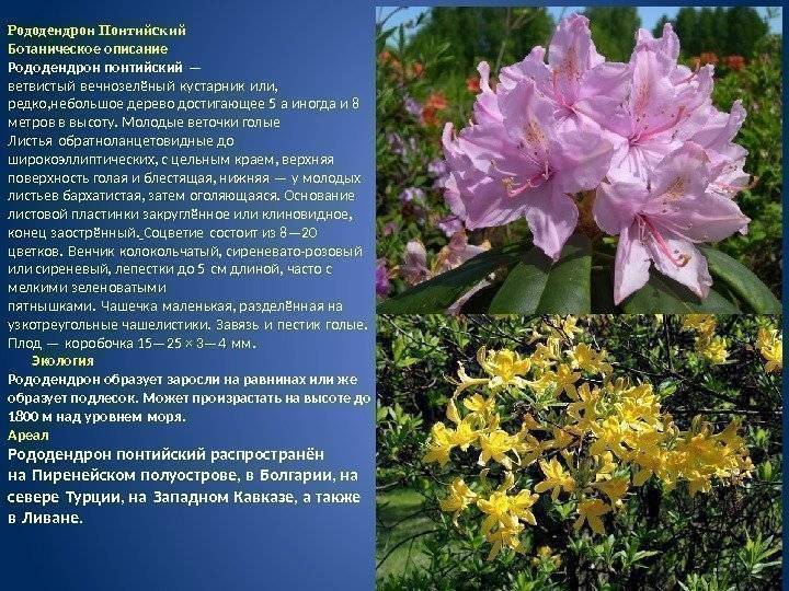 Рододендрон кавказский: лечебные свойства и противопоказания, фото и как правильно заваривать