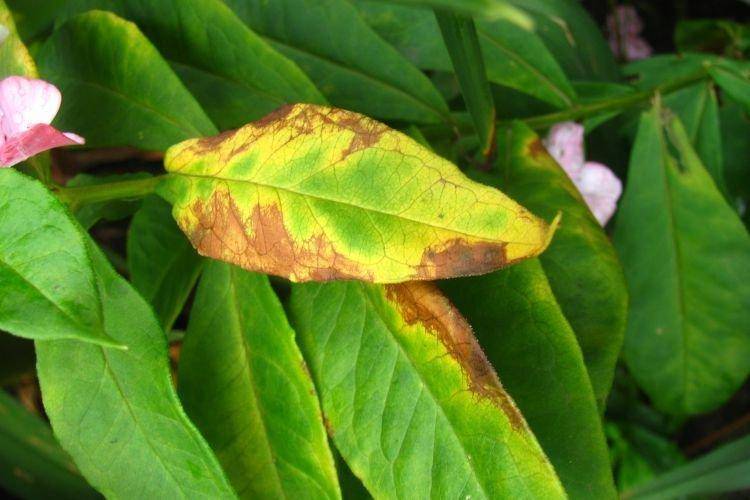 Почему у флоксов сохнут (желтеют) листья: фото, причины, лечение