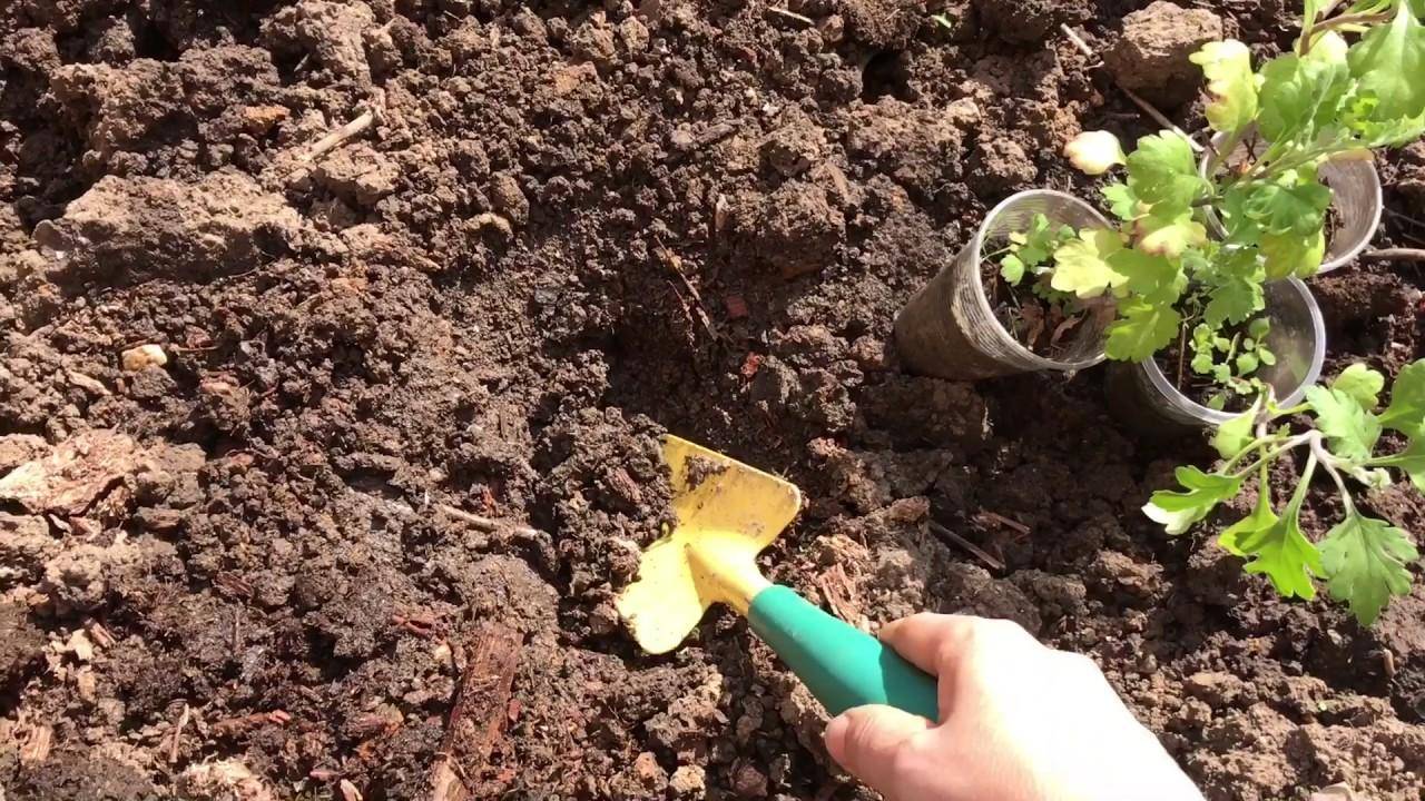 Выращивание хризантемы: пошаговая инструкция, из семян, из рассады