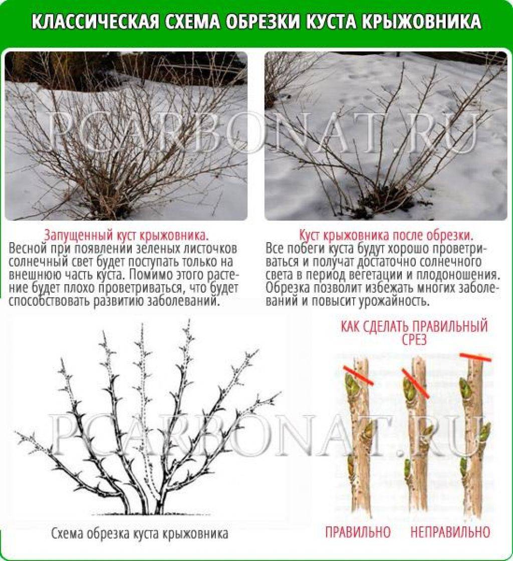 Можно ли обрезать. Обрезка кустов крыжовника схема. Обрезанный куст крыжовника. Схема обрезки крыжовника. Весенняя обрезка крыжовника весной.