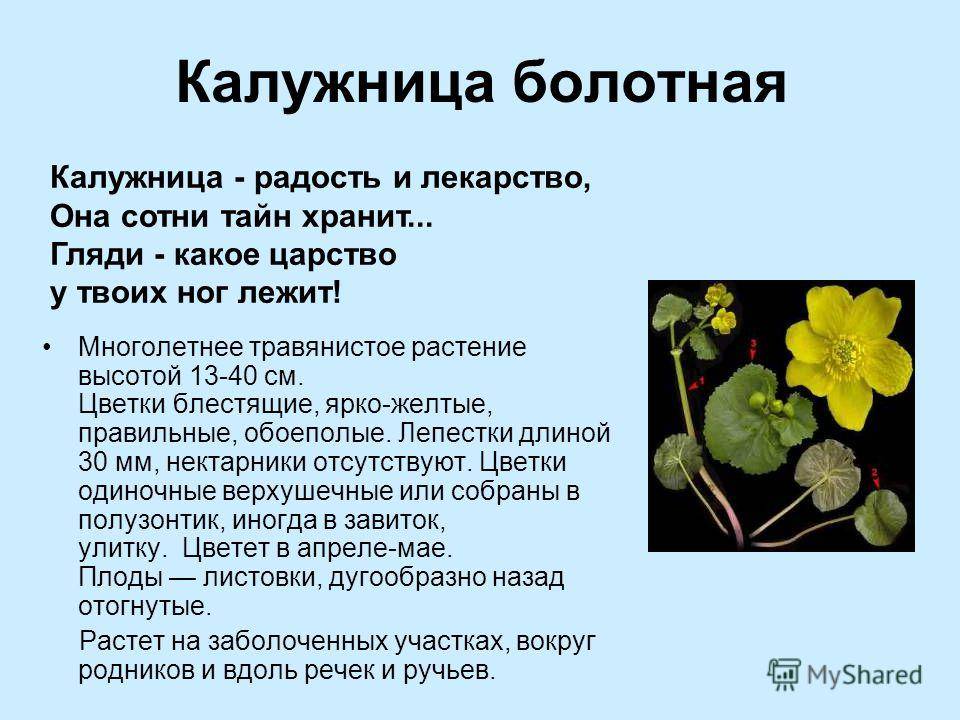 Растение калужница болотная: фото, описание, лекарственные свойства и рецепты применения в народной медицине