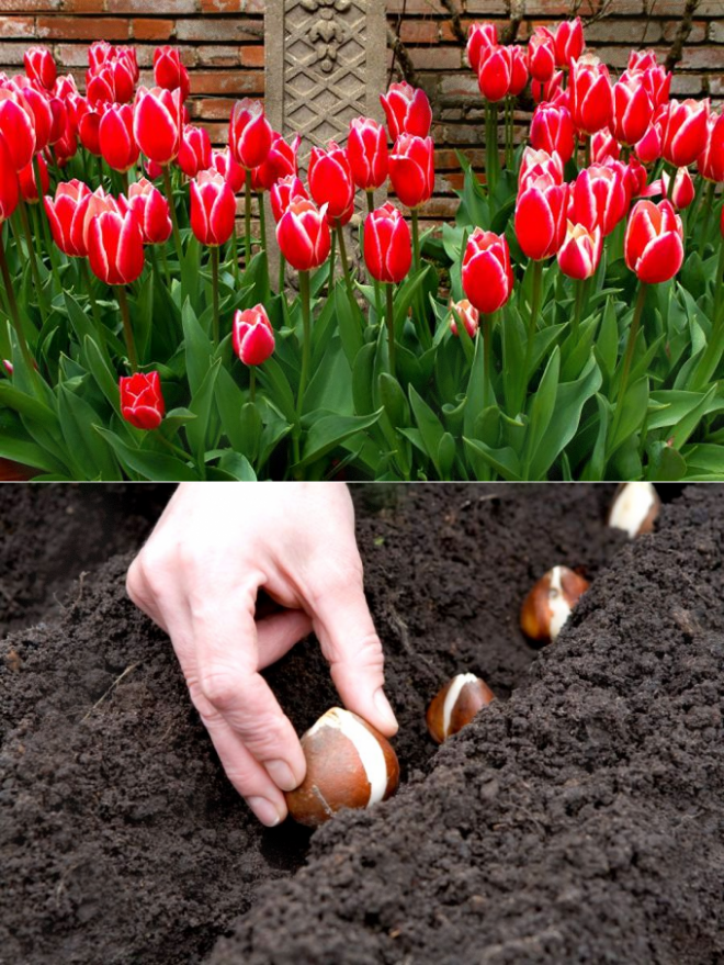 Тюльпаны: посадка и уход в открытом грунте - лучшие советы!