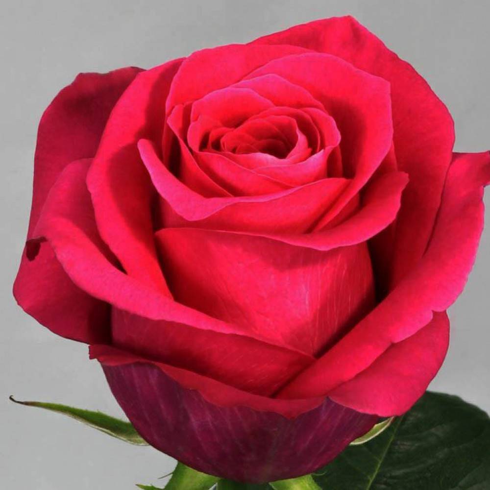 Сорт розы “пинк флоид” с описанием, отзывами, уходом и фото