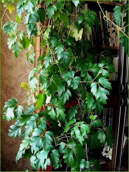 "циссус": уход в домашних условиях, фото, размножение растения selo.guru — интернет портал о сельском хозяйстве
