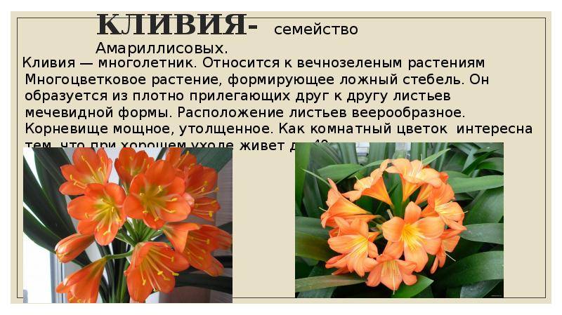 Амариллис - уход в домашних условиях, фото цветка гиппеаструм