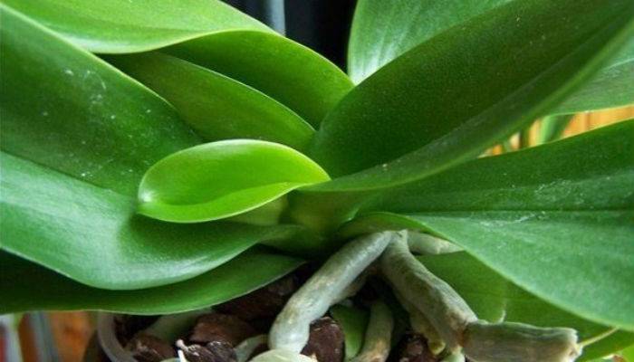 Ухаживание за дендробиумом фаленопсисом (dendrobium phalaenopsis)