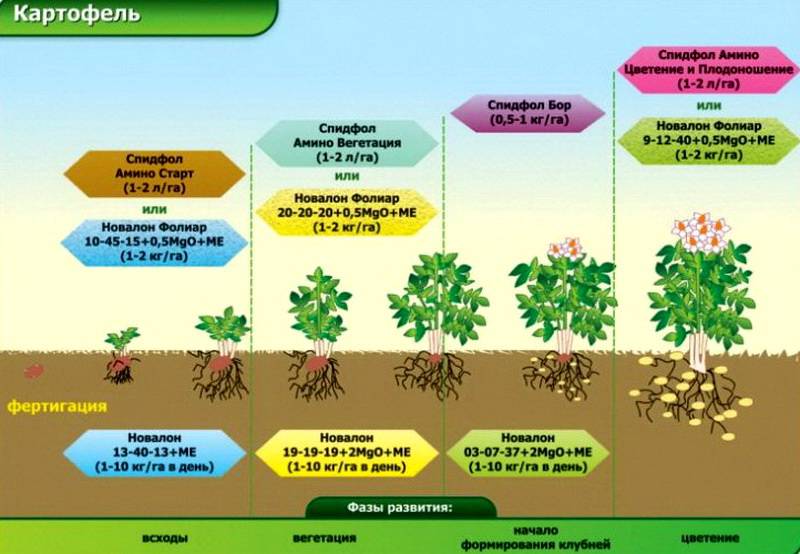 Кустарник барбарис: посадка и уход в открытом грунте и саду, выращивание и размножение