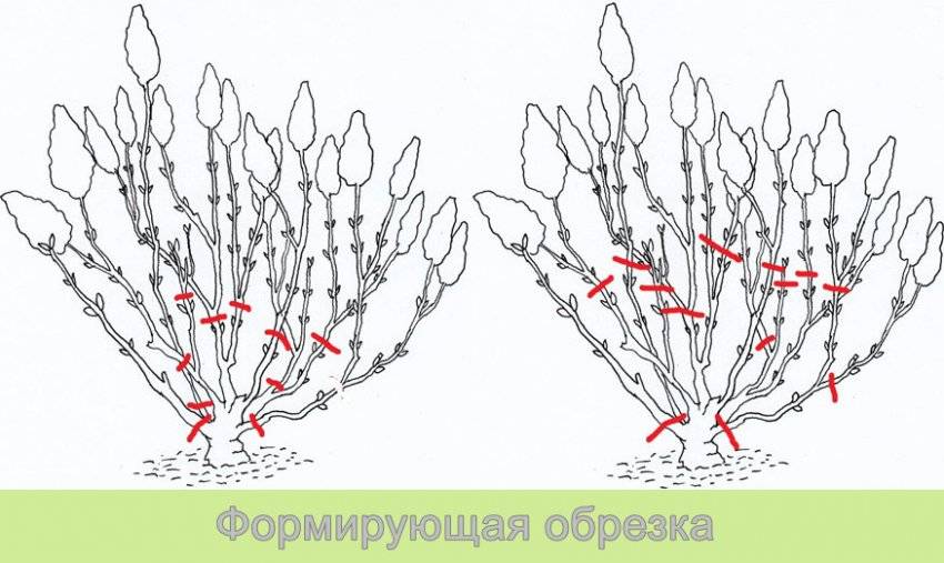 Обрезка сирени после цветения схема фото и описание