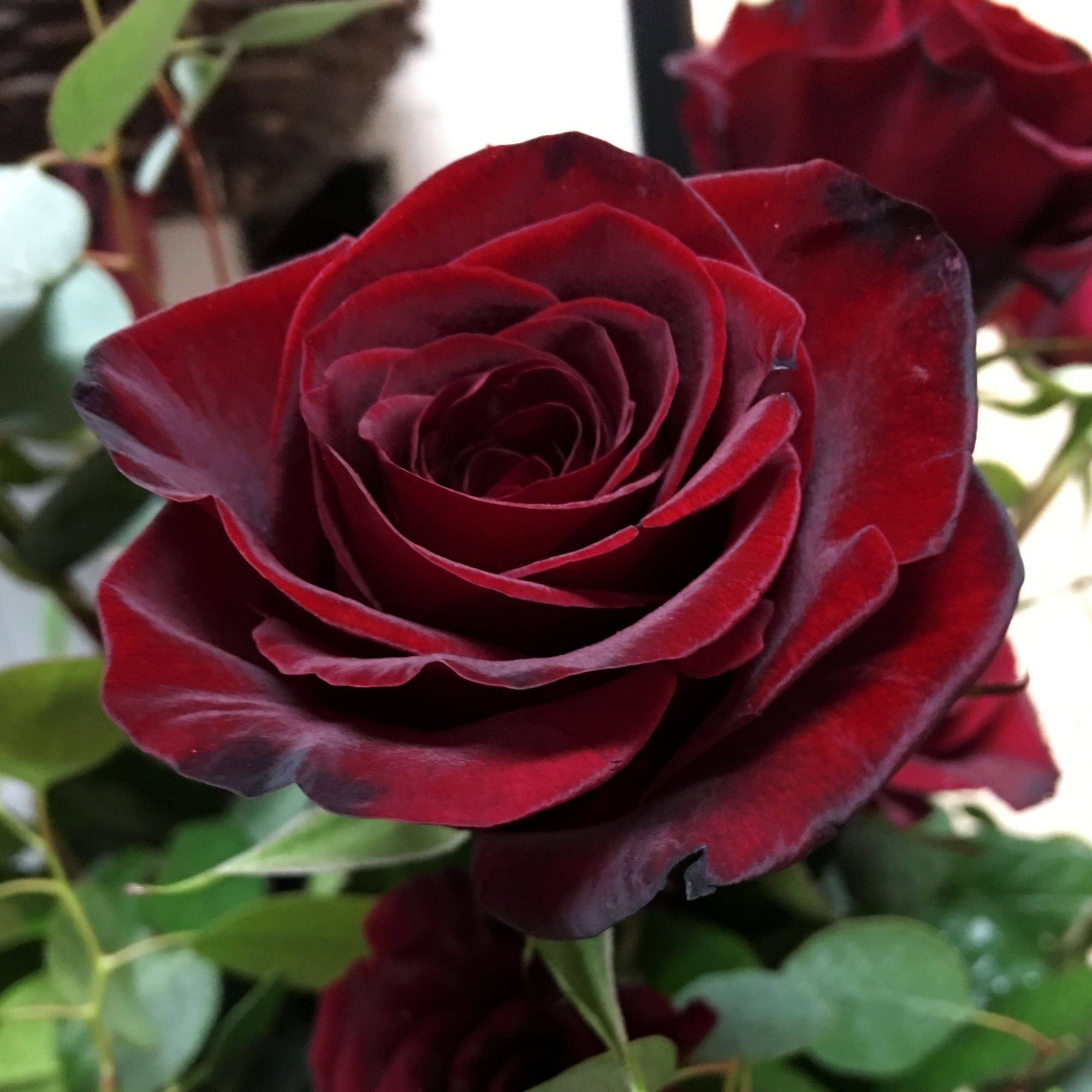 Чайно-гибридная роза black baccara (блэк баккара): описание сорта, фото