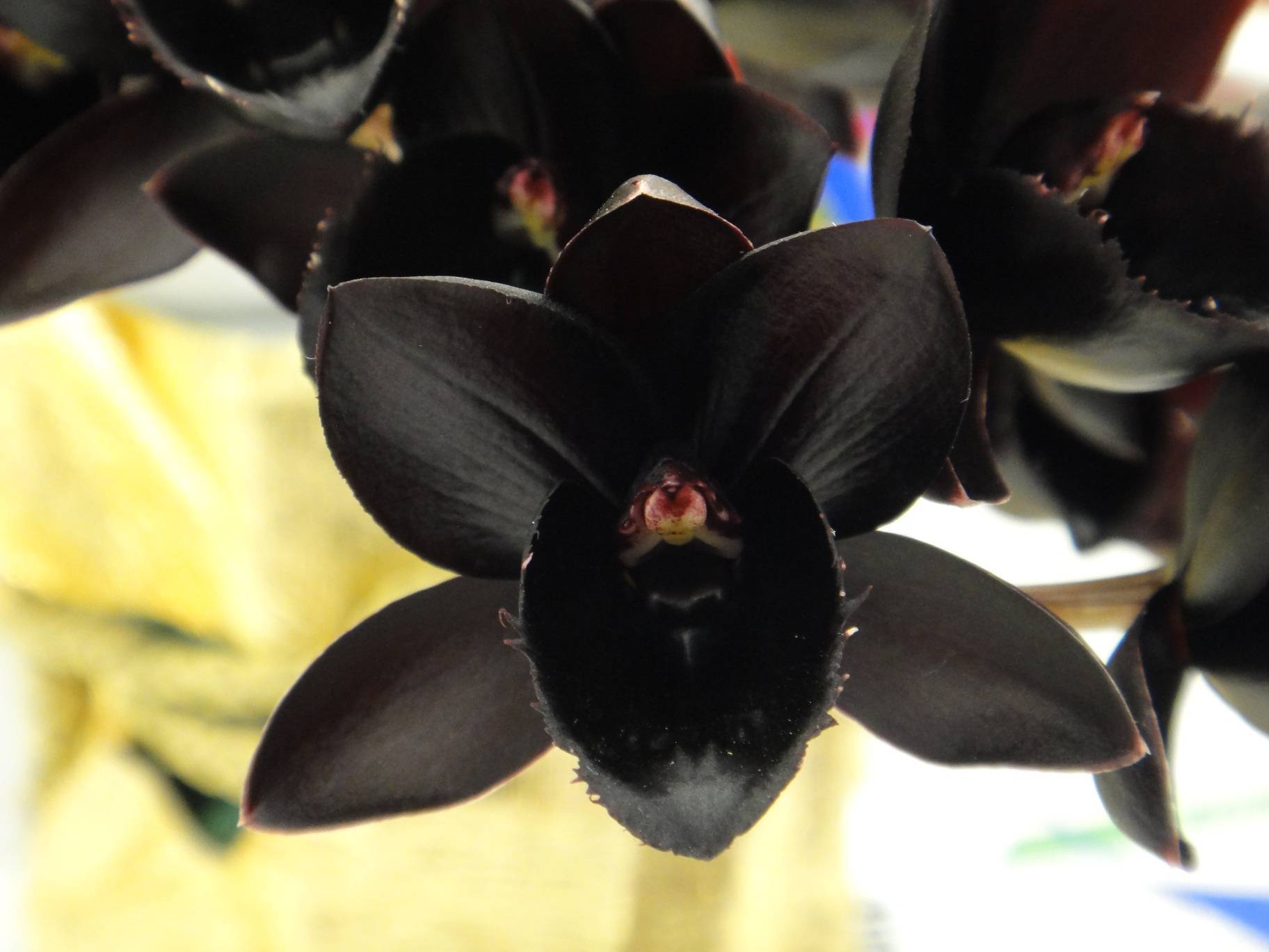 Черный фаленопсис: фото и описание орхидей бабочка, лебедь, принц и других