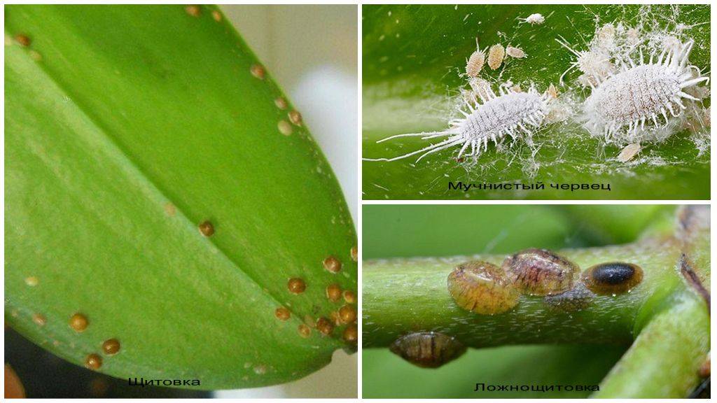 Вредители орхидей и борьба с ними: как избавиться от паразитов в горшке фаленопсиса и вылечить грибковые заболевания грунта (почвы), а также фото