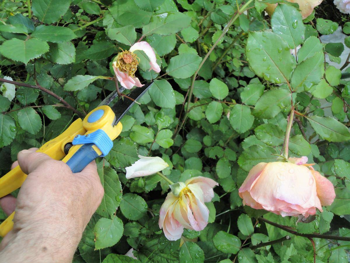 Не цветут плетистые розы на даче: почему, причины, что делать, как заставить цвести