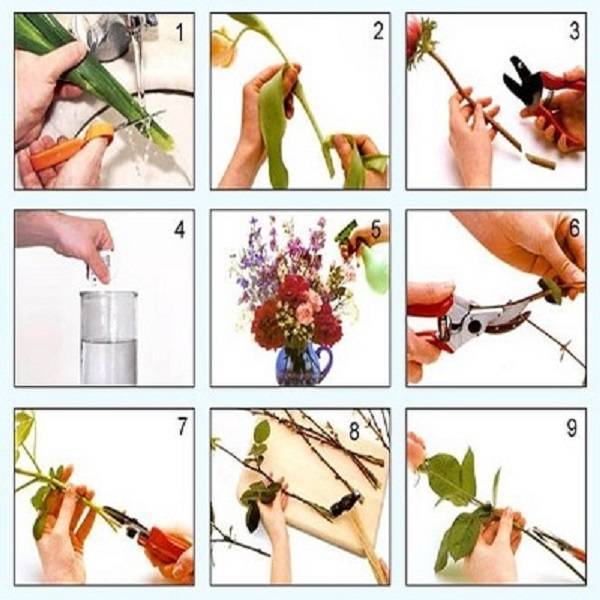 Как сохранить розы в вазе – основные правила