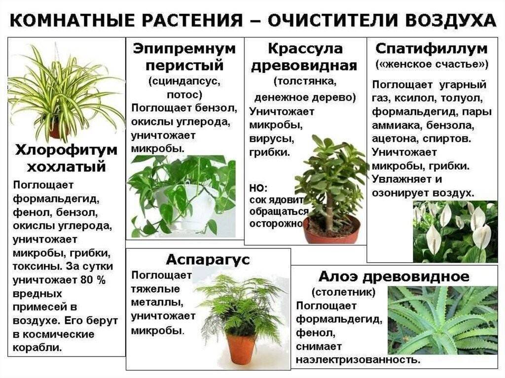 Комнатные растения, очищающие воздух в квартире