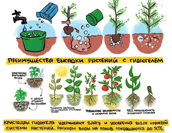 Как выбрать и использовать гидрогель для садовых и комнатных растений?