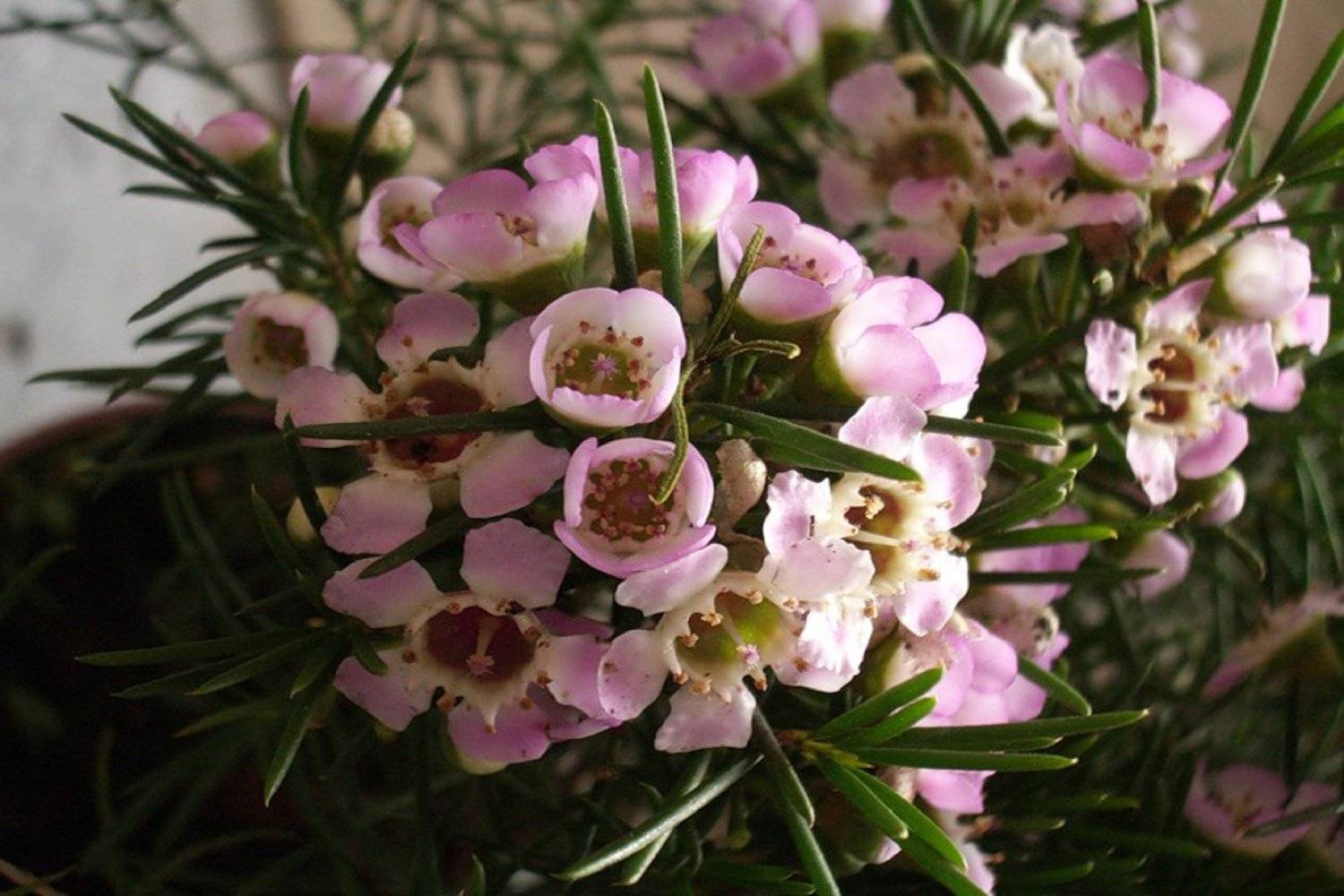Цветок мирт: описание, особенности ухода и выращивания, фото